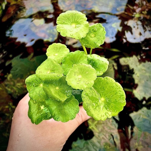 Hydrocotyle verticillata - hydrocotyle,