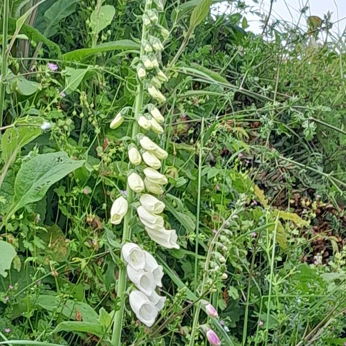 New white foxglove - new,