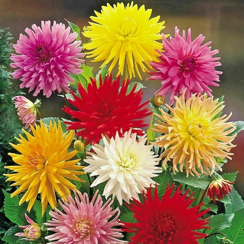 100 zinnia giant cactus - 100,