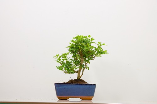 Pepper tree bonsai 15cm - pepper,