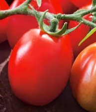 Tomato Chrobry x 1 Plug plants
