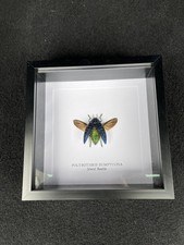 Metallic Jewel Beetle (Polybothris Sumptuosa) Deep Box Frame Display Insect Bug 