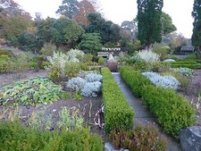 Beautiful hedges.Box Hedge- Buxus Semperviren. Easy to grow. 25 seeds  