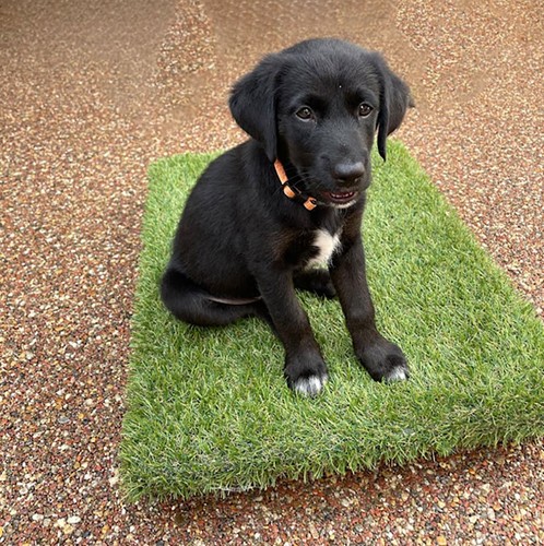 Dog training place - training,