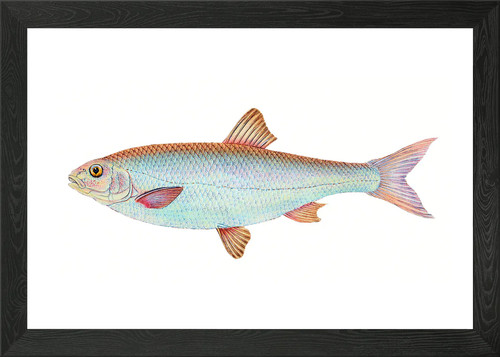 Dace cyprinus leuciscus - dace, framed