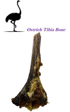 100% Ostrich Large Tibia Bone