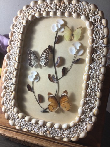Butterfly taxidermy sea shell - taxidermy,