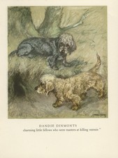 DANDIE DINMONT TERRIER VINTAGE