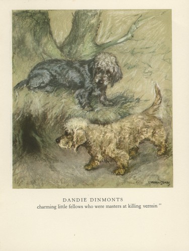 Dandie dinmont terrier vintage - dandie,
