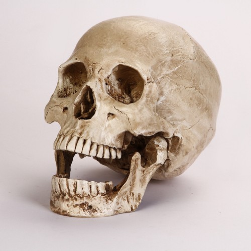 Lifesize realistic human skull - lifesize,