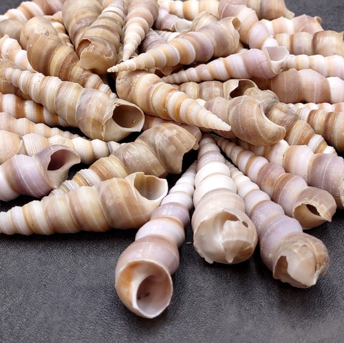 Purple turitella seashells - purple,