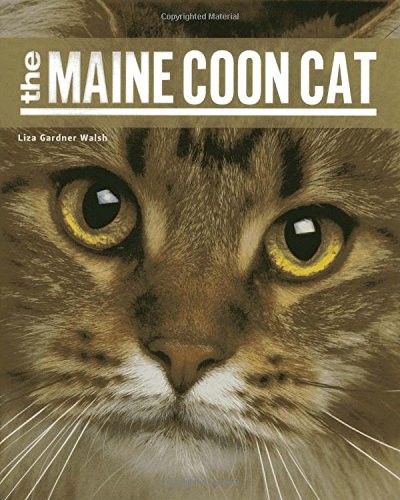 The maine coon - coon, cat-liza