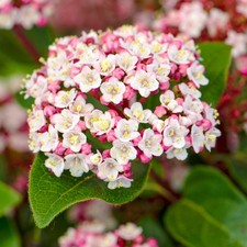 Viburnum tinus Lisarose Laurustinus Evergreen Garden Outdoor Shrub Plant in Pot