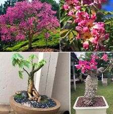 Ceiba Speciosa | Chorisia | 10 seeds | RARE Silk Floss Tree | Same Day Dispatch