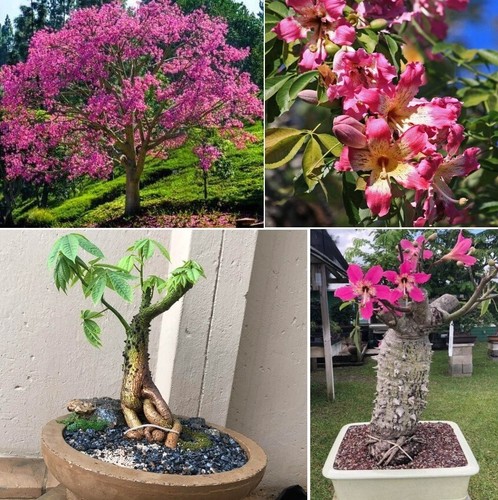 Ceiba speciosa chorisia 10 - ceiba,