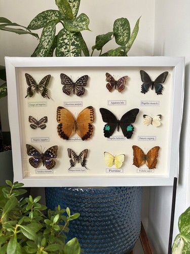 Real butterfly specimen - butterfly,