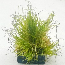 LIVE AQUARIUM MOSS PLANTS / Java, Christmas, Weeping, Peacock, Coral Pelia