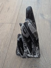 Orthoceras Nautiloid Cephalopod Middle Ordovician Paleozoic Era Fossil Tower