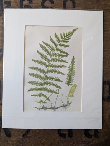 Antique 1870s anne pratt fern - antique,