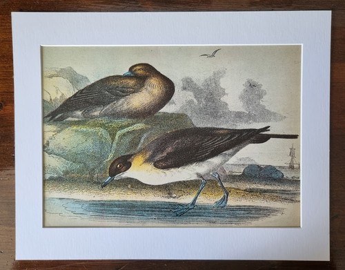 Antique mounted bird print - bird,