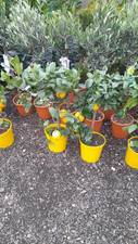 Lemon Fruit Tree Citrus Tree Shrub 10L 40cm UK HARDY Amazing Quality 