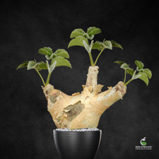 Cyphostemma uter Seeds