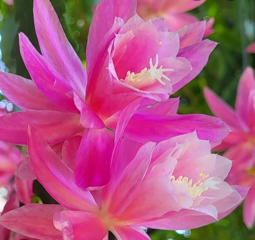Rare cactus epiphyllum german - cactus,
