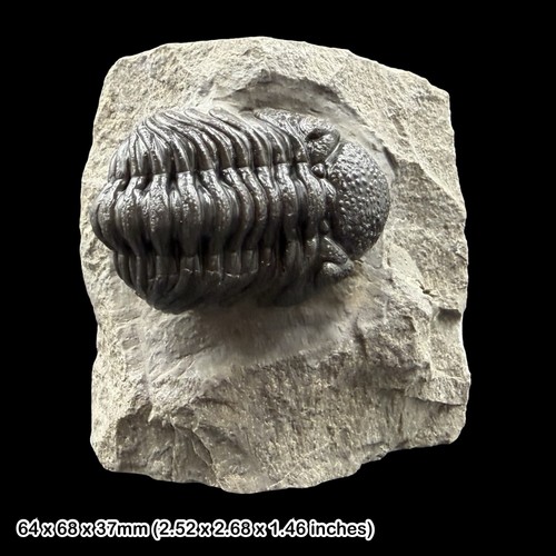 Phacops trilobite fossil - phacops,