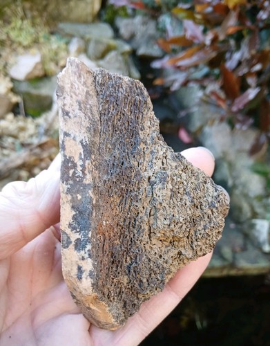 Edmontosaurus bone dinosaur - edmontosaurus,