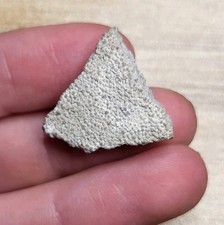 Saltasaurus Egg Shell Lovely Detail 70myo. Christmas / Easter gift idea (Ref213)