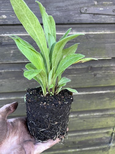 Large bare root centaurea - x,