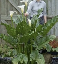 Plants-Zantedeschia 'White Giant'-Giant Arum Lily-Giant Calla Lily