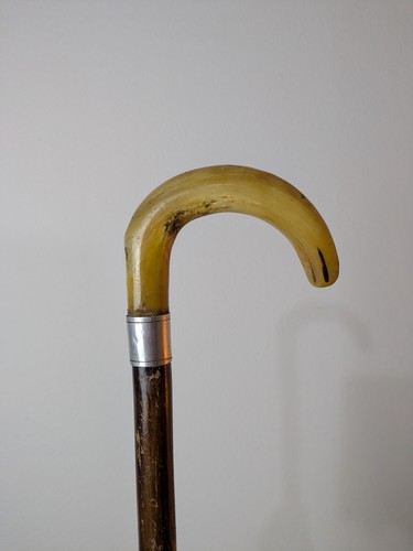 Shepherds crook rams - rams, horn