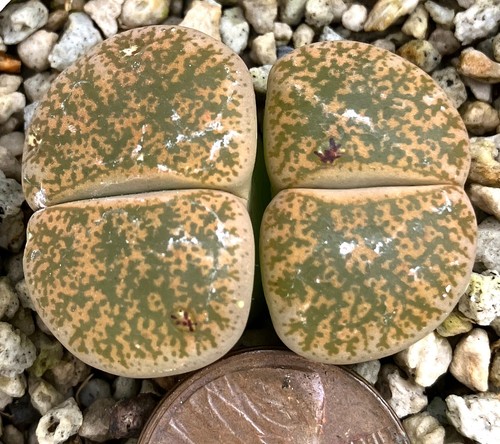 Mesemb plant lithops - -, lesliei