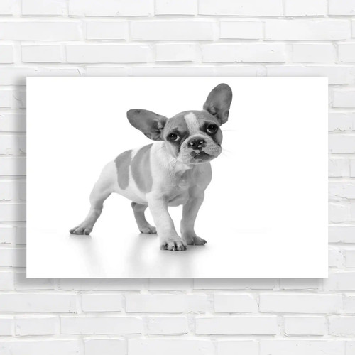 Adorable french bulldog puppy - french,