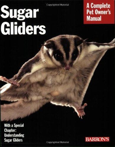 Sugar gliders everything - sugar, gliders: