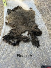 Hebridean Ewe Raw Fleece