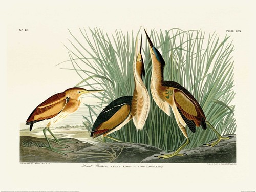 John james audubon least - john,