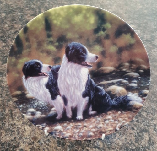 The border collie - border, series