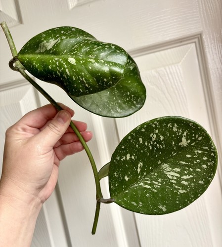 Rare hoya obovata - rare, large