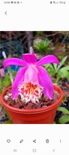 Pleione Orchid Banchuen Eruption Bulbils