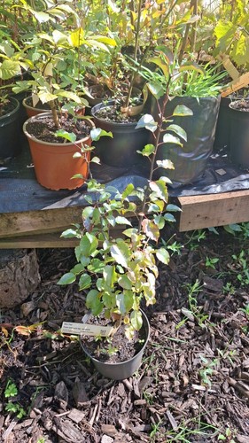 Wild pear tree pyrus - pear, tree,