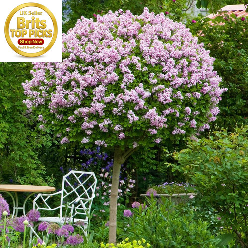 Standard lilac tree - standard,