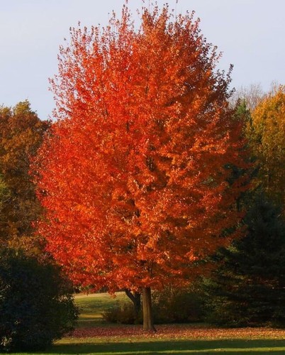Autumn blaze maple quart pot - autumn,