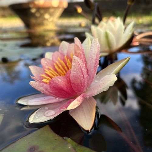 Comanche dwarf water - dwarf,