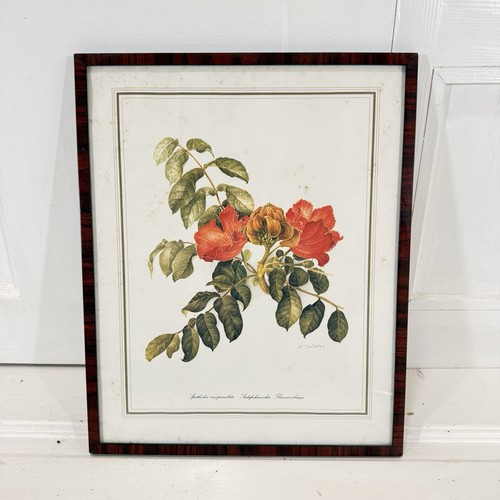 Vintage botanical print - vintage,