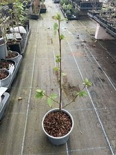 Paper Birch Tree - Betula