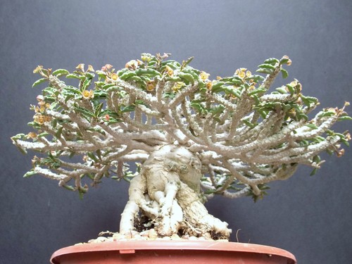 Euphorbia capsaintemariensis