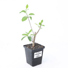 Rare Bursera schlechtendalii