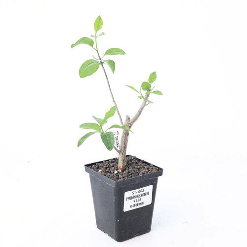 Rare bursera schlechtendalii - rare,